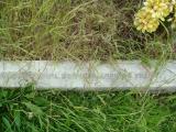 image of grave number 613564